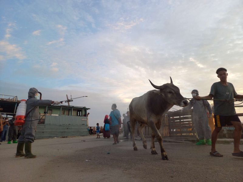 Karantina Peetanian melakukan penyemprotan Disinfektan terhadap sapi asal Natuna yang masuk ke Karimun. (Foto: dokumen kepriheadline.id)