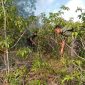 Babinsa bersama warga melakukan upaya pemadaman dengan bantuan alat seadanya. (FOTO: ISTIMEWA)