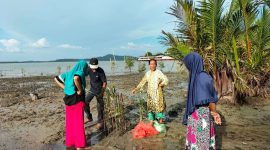 PT Timah Tbk bersama masyarakat Desa Gemuruh saat melakukan Penanaman mangrove di Teluk Salak. (Foto: dokumen PT Timah)