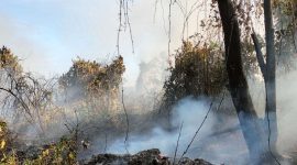 Sisa-sisa lahan seluas dua hektar yang terbakar di Parit Gantung Desa Sei Besi. (Foto: istimewa/kepriheadline.id)