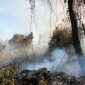 Sisa-sisa lahan seluas dua hektar yang terbakar di Parit Gantung Desa Sei Besi. (Foto: istimewa/kepriheadline.id)