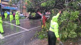 Polresta Tanjungpinang bersama Dinas Perkim dan BPBD Tanjungpinang Evakuasi Pohon Tumbang di Jalan Engku Putri. (Foto: Istimewa)