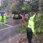 Polresta Tanjungpinang bersama Dinas Perkim dan BPBD Tanjungpinang Evakuasi Pohon Tumbang di Jalan Engku Putri. (Foto: Istimewa)