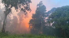 Api membakar kawasan hutan di Parit Gantung, Desa Sei Besi, Tanjungbatu Kundur. (Foto; Istimewa/Kepriheadline.id)