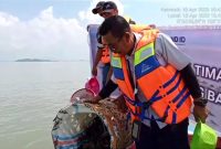 PT Timah Tbk lepasliarkan 600 ekor bibit kepiting bakau di Pulau Kundur. (Foto: Humas PT Timah)