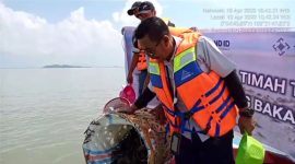 PT Timah Tbk lepasliarkan 600 ekor bibit kepiting bakau di Pulau Kundur. (Foto: Humas PT Timah)