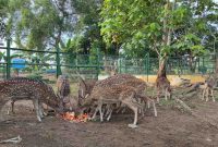 Mini Zoo Kundur Park menjadi salah satu destinasi wisata edukasi bagi masyarakat di Kabupaten Karimun. (Foto: Kepriheadline.id)
