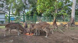 Mini Zoo Kundur Park menjadi salah satu destinasi wisata edukasi bagi masyarakat di Kabupaten Karimun. (Foto: Kepriheadline.id)