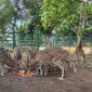 Mini Zoo Kundur Park menjadi salah satu destinasi wisata edukasi bagi masyarakat di Kabupaten Karimun. (Foto: Kepriheadline.id)
