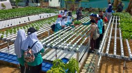 Ratusan siswa-siswi Sekolah Menengah Pertama (SMP) Negeri 2 Tebing berkunjung ke kebun Ketahanan Pangan Wono Tirto di lahan Rumah Dinas Lanal TBK Jalan Pendidikan Kelurahan Tanjungbalai Kota, Jumat (5/5/2023). (Foto: Kepriheadline.id)