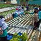 Ratusan siswa-siswi Sekolah Menengah Pertama (SMP) Negeri 2 Tebing berkunjung ke kebun Ketahanan Pangan Wono Tirto di lahan Rumah Dinas Lanal TBK Jalan Pendidikan Kelurahan Tanjungbalai Kota, Jumat (5/5/2023). (Foto: Kepriheadline.id)