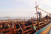 Sapi asal Natuna tiba di Karimun saat Idul Adha 1443 Hijriyah/2023 M. (Foto: Dok Kepriheadline.id)