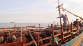 Sapi asal Natuna tiba di Karimun saat Idul Adha 1443 Hijriyah/2023 M. (Foto: Dok Kepriheadline.id)