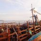 Sapi asal Natuna tiba di Karimun saat Idul Adha 1443 Hijriyah/2023 M. (Foto: Dok Kepriheadline.id)