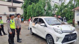 Satu unit mobil Toyata Calya ringsek tertimpa pohon tumbang di Jalan Teuku Umar Kelurahan Tanjungbalai Kota, Kecamatan Karimun, Selasa (27/6/2023). Foto: Istimewa.