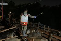 Petugas Stasiun Karantina Pertanian lakukan sterilisasi terhadap sapi-sapi asal Natuna. (Foto: Kepriheadline.id)