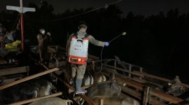 Petugas Stasiun Karantina Pertanian lakukan sterilisasi terhadap sapi-sapi asal Natuna. (Foto: Kepriheadline.id)