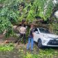 Tim Gabungan dari Polres Karimun, Polsek Balai Karimun dan Satlantas Polres Karimun bersama Dinas Perumahan dan Kawasan Pemukiman dan Pertamanan Kabupaten Karimun langsung bergerak cepat melakukan evakuasi terhadap pohon tumbang di Jalan Teuku Umar. Foto: Istimewa