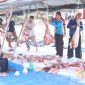 Personil Polres Karimun melaksanakan penyembelihan hewan kurban di Asrama Polres Karimun. Foto: Humas Polres Karimun
