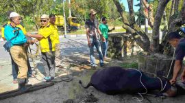 Perwakilan Ketua DPD Golkar menyerahkan hewan kurban kepada panitia penyembelihan hewan kurban. Foto: Kepriheadline.id