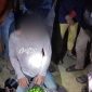 Seorang pria melakukan pencurian buah di kebun milik warga di Batu 7 Kelurahan Tanjung Berlian, Kundur Utara. Dalam aksinya, ia turut serta membawa istri dan ketiga anaknya. Foto: istimewa