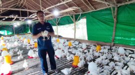 Iyan Wahyudi saat mengurus usaha ayam potongnya. Foto: Humah Timah