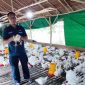 Iyan Wahyudi saat mengurus usaha ayam potongnya. Foto: Humah Timah