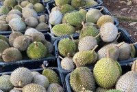 Ilustrasi durian. Foto: istimewa