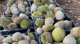 Ilustrasi durian. Foto: istimewa