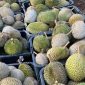 Ilustrasi durian. Foto: istimewa