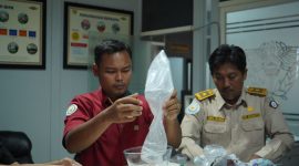 Petugas melakukan pencacahan terhadap hasil penegahan benih lobster di Perairan Sungai Kampar. Foto: Humas BC