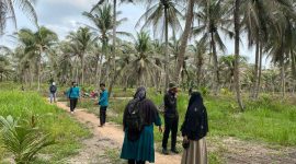 Kondisi kebun kelapa milik warga Ungar yang terkena serangan hama. Foto: istimewa