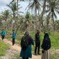 Kondisi kebun kelapa milik warga Ungar yang terkena serangan hama. Foto: istimewa