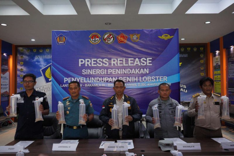 Kantor Wilayah Bea Cukai Khusus Kepri menggelar Konferensi Pers atas penindakan Ratusan Benih Lobster. Foto: istimewa
