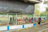 Anak anak TK Bina Permata saat mengunjungi mini zoo Kundur Park. Foto: Humas Timah