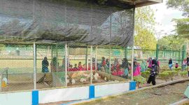 Anak anak TK Bina Permata saat mengunjungi mini zoo Kundur Park. Foto: Humas Timah