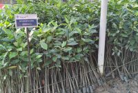 Nursery Mangrove PT Timah Tbk di Unit Produksi Kundur Lakukan Pembibitan Tiga Jenis Mangrove. Foto: istimewa