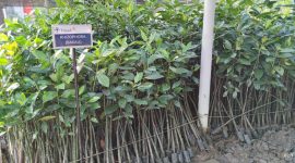 Nursery Mangrove PT Timah Tbk di Unit Produksi Kundur Lakukan Pembibitan Tiga Jenis Mangrove. Foto: istimewa