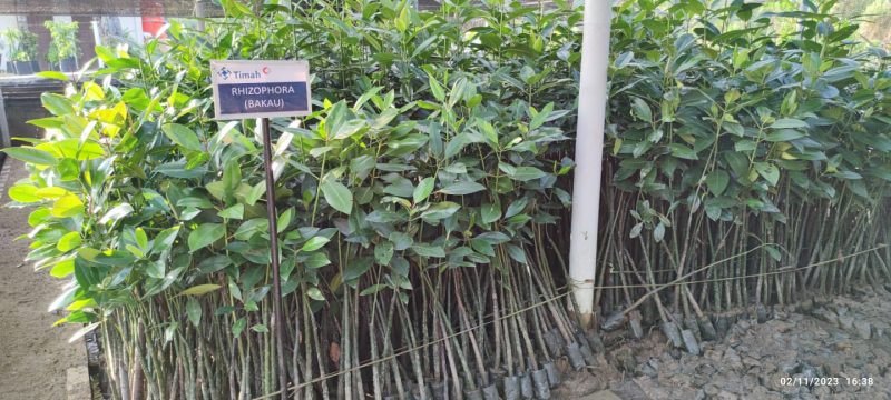 Nursery Mangrove PT Timah Tbk di Unit Produksi Kundur Lakukan Pembibitan Tiga Jenis Mangrove. Foto: istimewa