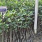 Nursery Mangrove PT Timah Tbk di Unit Produksi Kundur Lakukan Pembibitan Tiga Jenis Mangrove. Foto: istimewa