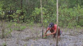 Seorang warga yang ditunjuk PT Timah melakukan penyulaman terhadap bibit mangrove sebagai bentuk.perawatan. Foto: Humas PT Timah