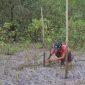Seorang warga yang ditunjuk PT Timah melakukan penyulaman terhadap bibit mangrove sebagai bentuk.perawatan. Foto: Humas PT Timah