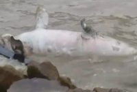 Tangkapan layar video penampakan Dugong terdampar di Pantai Coastal Area. Foto: istimewa