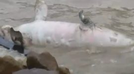 Tangkapan layar video penampakan Dugong terdampar di Pantai Coastal Area. Foto: istimewa