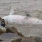 Tangkapan layar video penampakan Dugong terdampar di Pantai Coastal Area. Foto: istimewa