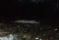 Tangkapan layar Video. Istimewa