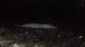 Tangkapan layar Video. Istimewa