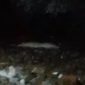 Tangkapan layar Video. Istimewa