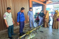 Buaya Muara sepanjang kurang lebih 3 meter yang berhasil ditangkap Tim BPBD dan Damkar Karimun bersama Masyarakat. (FOTO: Robi/KepriHeadline.id)