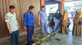 Buaya Muara sepanjang kurang lebih 3 meter yang berhasil ditangkap Tim BPBD dan Damkar Karimun bersama Masyarakat. (FOTO: Robi/KepriHeadline.id)